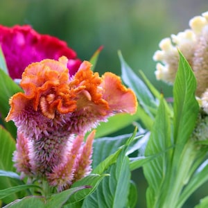 Dwarf Coral Garden Cockscomb Flowers Mix, Unique Colors, Cut Flowers, 10 Seeds