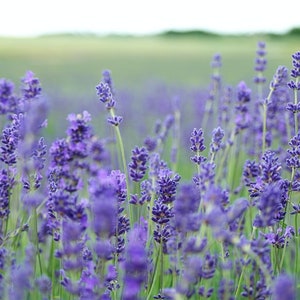 Op de afbeelding: Een veld met paarse lavendelbloemen in bloei. De bloemen zijn scherp, terwijl de achtergrond wazig is.