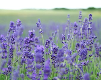 Lavender, Lavandula vera, Fragrant, Perennial Flower, Purple Flowers, Bouquet Cut Flowers, 20 Seeds