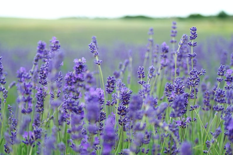 Op de afbeelding: Een veld met paarse lavendelbloemen in bloei. De bloemen zijn scherp, terwijl de achtergrond wazig is.
