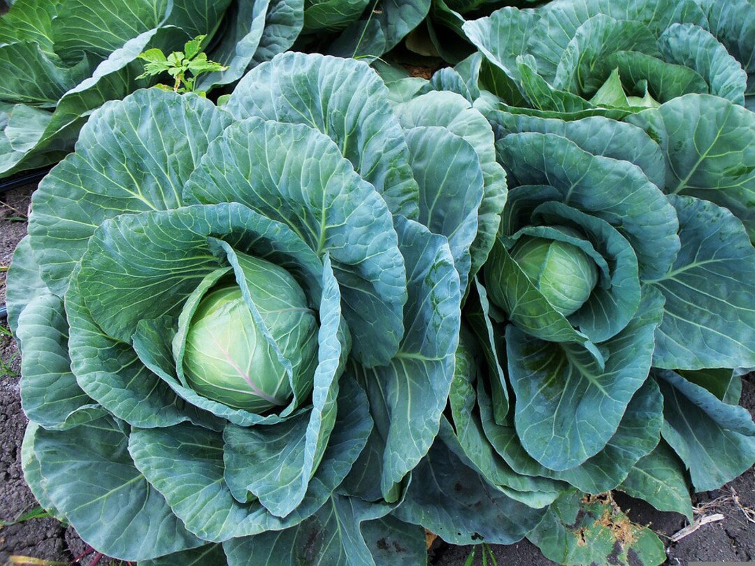 Early Round Dutch Cabbage, Spring or Fall Garden Plant, 50 Seeds Etsy