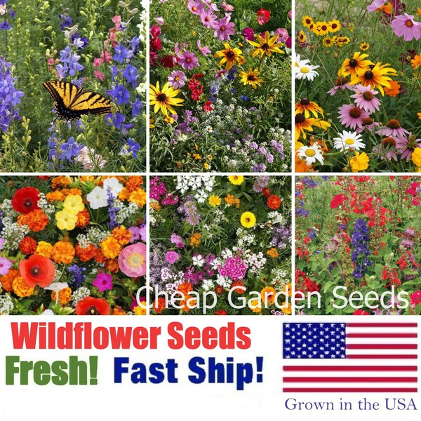 Wildflower Seeds for Containers - Attracts Butterflies and Hummingbirds to Your Garden - Floral Flowers