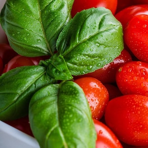 Mammoth Basil Seeds: Heirloom Culinary Herb, 20 Seeds