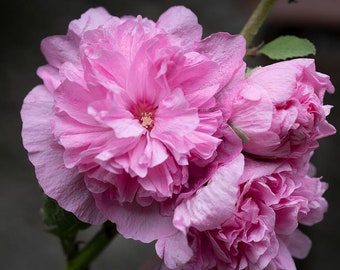 Pink Hollyhock, Flower Mix, Alcea rosea, Border or Along Fences, 5 seeds