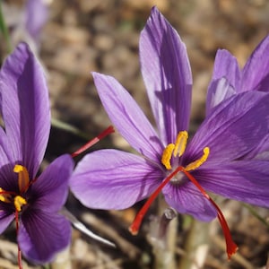 20 Saffron Crocus Bulbs – Grow Your Own Gourmet Saffron Spice at Home