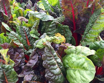 Swiss Chard Rainbow Mix, Heirloom, Non GMO, Harvest in 60 Days, 20 Seeds