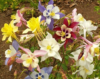 Columbine McKana Giants Mix, Hummingbird Plant, Aquilegia caerulea, 20 Seeds