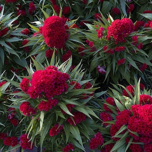 Toreador Cockscomb, Heirloom, Red Cut Flower, Attracts Butterflies to Your Garden, 20 Seeds