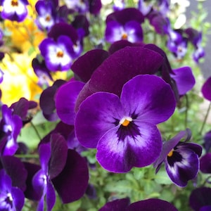 Lake of Thun Pansy, Purple Flowers, Fragrant, 10 Seeds