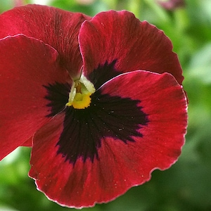 Arkwright Ruby Viola Pansy, Cool Container Plant, 10 Seeds
