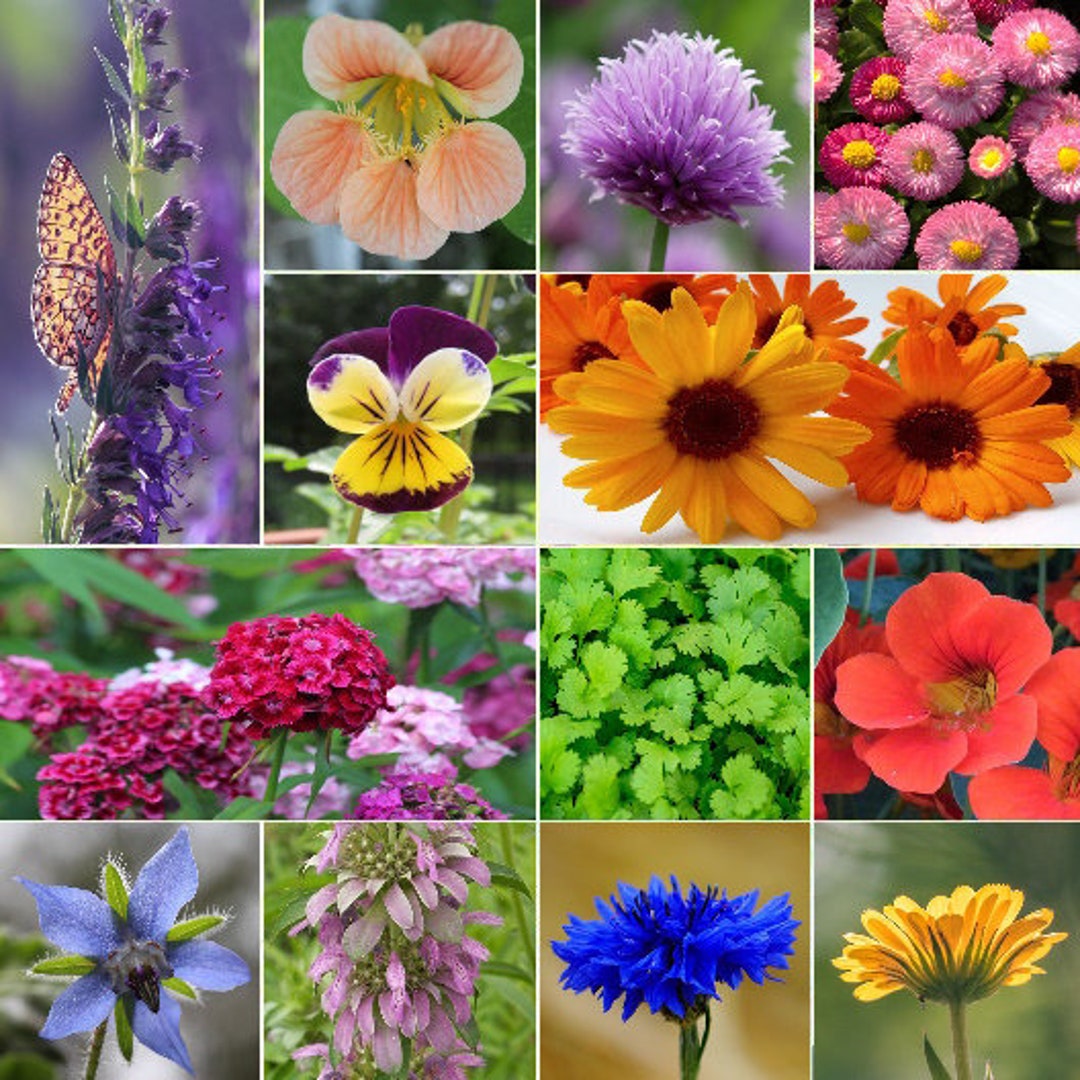 Edible Flower Seed Mix, 12 Species, Variety of Sizes, Flowers and Herbs