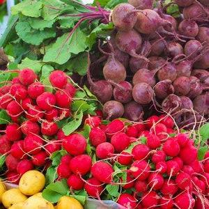 Easter Egg Radish, Heirloom, Pink, Purple, Red, and White, 20 Seeds