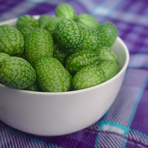 Mexican Sour Gerkin Cucumber, Mouse Melon, Miniature, Melothria scabra, Pickled, Raw, 5 Seeds