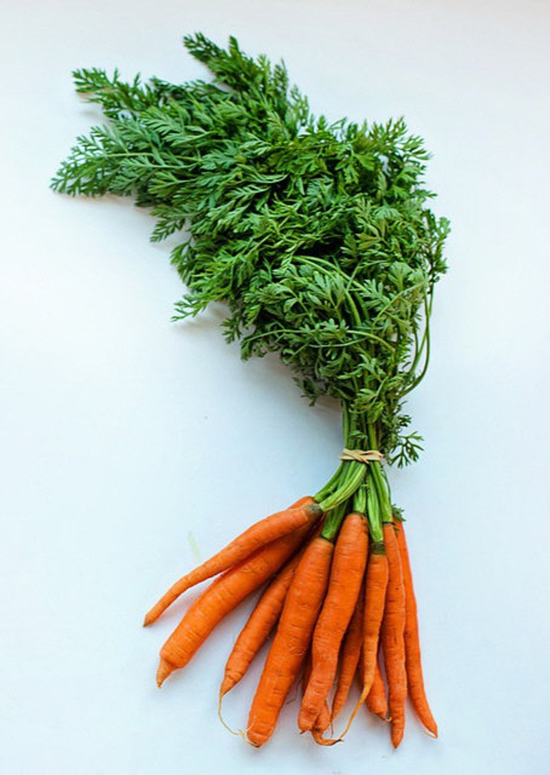 Little Finger Carrot, Daucus Carota, Sweet, Orange, Only 4 Inches Long