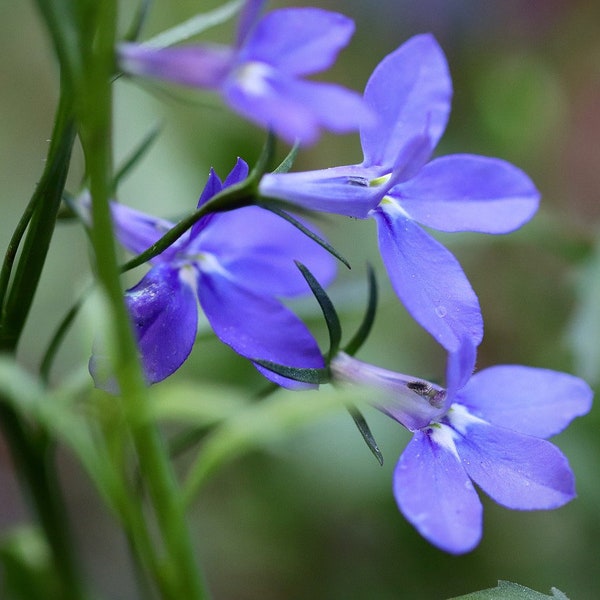 Cambridge Blue Lobelia Heirloom Seeds - Lobelia erinus, Blue Flowers, Container Plant, Easy to Grow, 20 Seeds