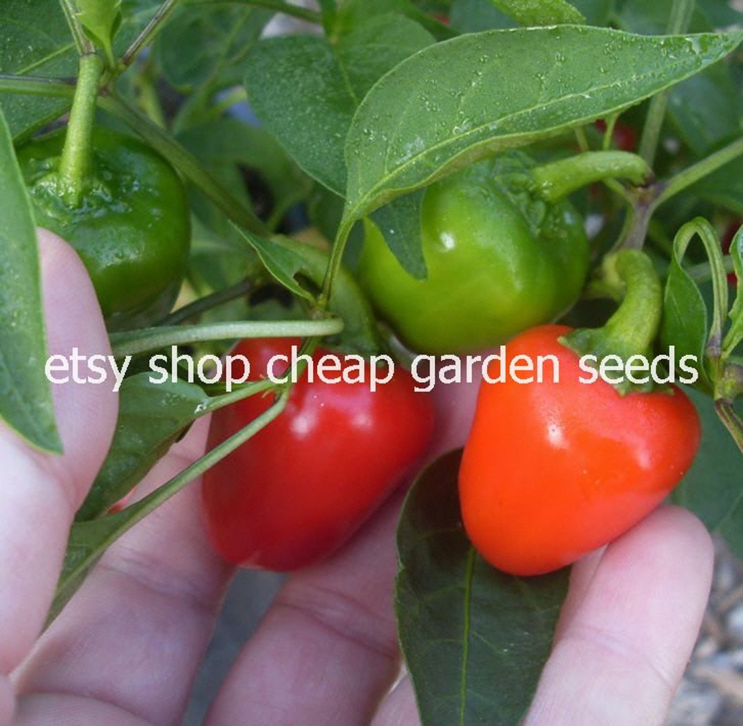 Mini Bell Pepper PEPPER SPOTLIGHT!