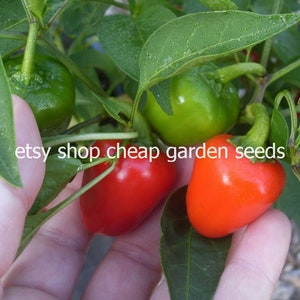 Mini Bell Peppers, Green, Yellow, Red, and Chocolate Colored Pepper, Container Plant, 5 Seeds