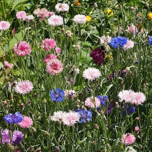 Tall Cornflower Flowers, Bachelor Button, Centaurea cyanus, Blue, Purple, Pink, Red and White Flowers, Edible, 20 Seeds