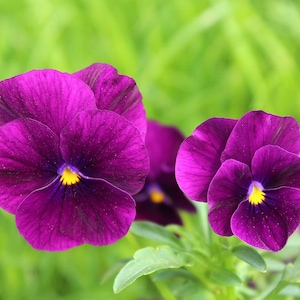 Wine Laeta Viola, Viola cornuta, Dainty Purple Flowers, Container Plant, 10 Seeds