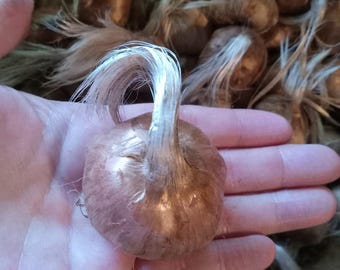 True Jumbo Saffron Bulbs – 11 cm+ Premium Crocus Sativus – Presale Shipping August 2026