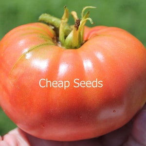 Jerry&#39;s German Pink Heirloom Tomato, Large Beefsteak, Excellent Flavor, 10 Seeds