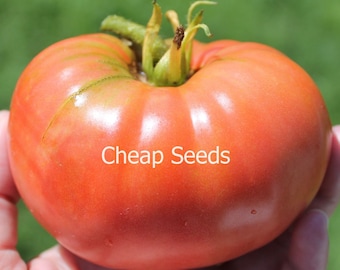 Jerry's German Pink Heirloom Tomato Seeds, Large Beefsteak (10 Seeds)