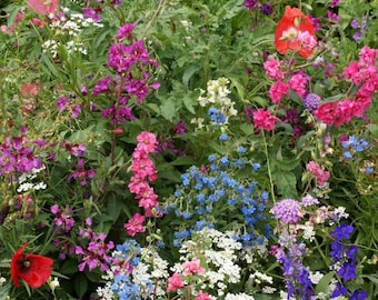 Shade Wildflower Seed Mix: Easy Grow, Vibrant Blooms