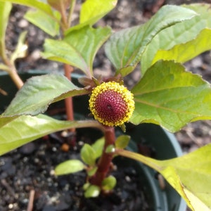 May include: A close-up of a small plant with a single, round, red and yellow flower bud. The plant is growing in a green pot filled with dark brown soil.