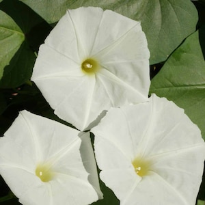 Moonflower, Ipomoea alba, Fragrant Night Flowers, Attracts Hummingbirds, 5 seeds