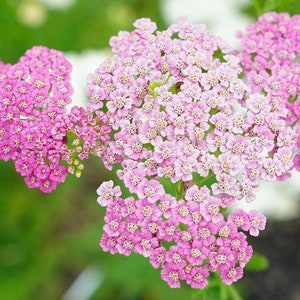 Yarrow Colorado Mix, Achillea millefolium, Perennial Plant, Cut Flower, 20 Seeds