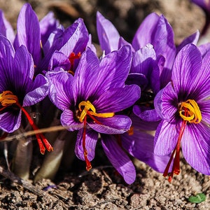 1,000 Saffron Bulbs - Crocus Sativus for Farming & Growing