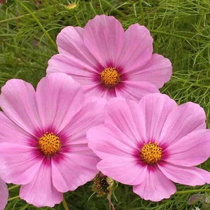 May include: Three pink cosmos flowers with yellow centers are in bloom. The flowers are in focus and the background is blurred.
