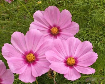 Gloria Cosmos, Pink Flowers, Cut Flowers, Beds, Borders, Easy to Grow, 10 Seeds