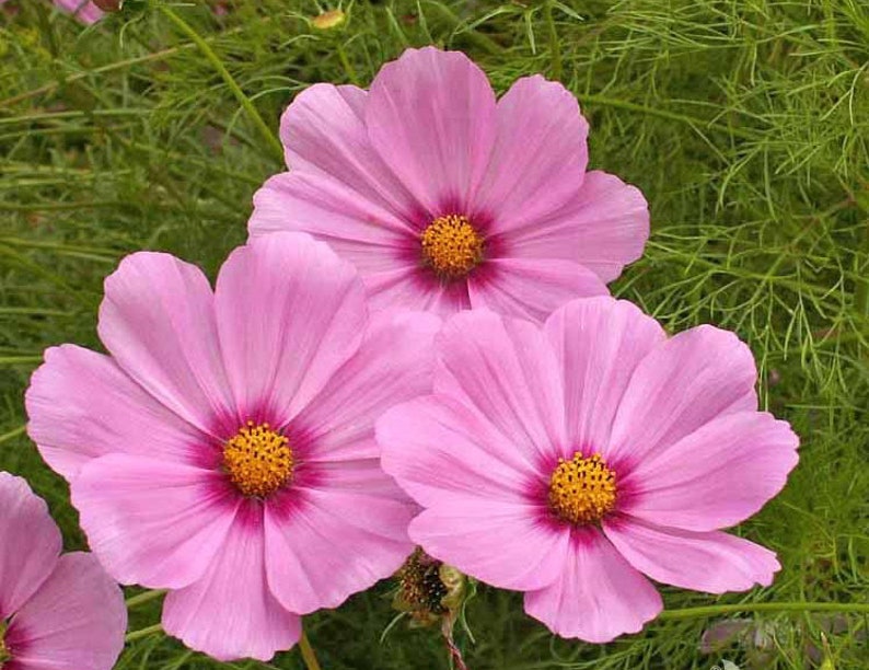 May include: Three pink cosmos flowers with yellow centers are in bloom. The flowers are in focus and the background is blurred.