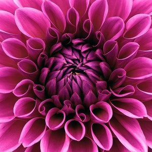 Unwin&#39;s Dahlia Flowered Mix, Variety of Colors, Cut Flowers, 10 Seeds