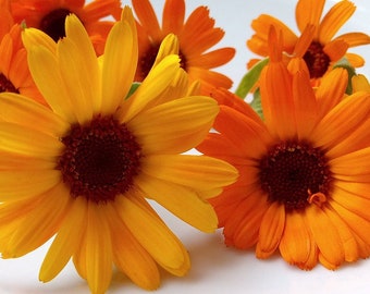 Calendula Pacific Beauty Heirloom Seeds: Edible Cut Flowers
