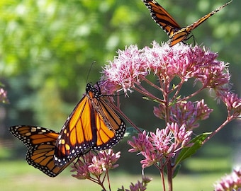 Common Milkweed, Attract Butterflies to Your Garden, Save the Monarch Butterfly, 10 seeds