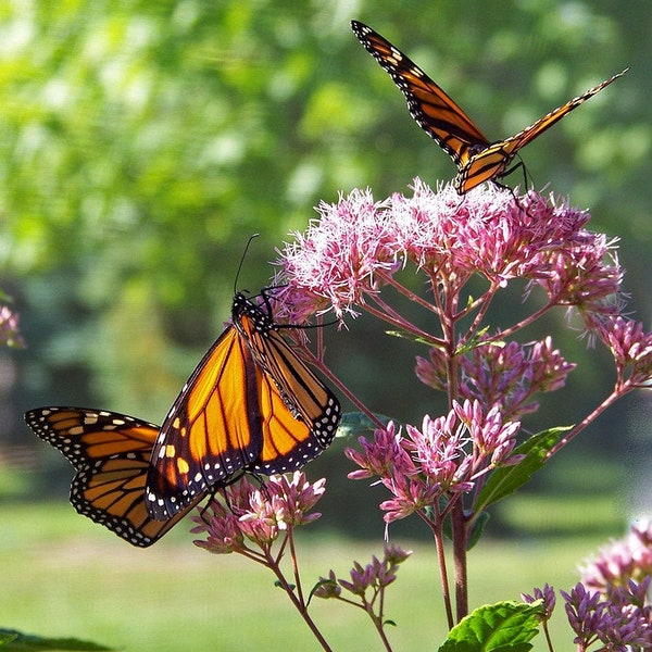 Common Milkweed, Attract Butterflies to Your Garden, Save the Monarch Butterfly, 10 seeds