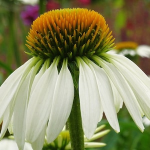 White Echinacea Coneflower, Perennial, Attracts Butterflies to Your Garden, Container Garden, 5 Seeds