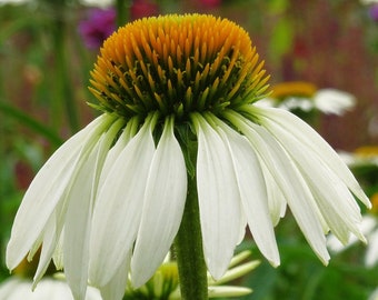 White Echinacea Coneflower, Perennial, Attracts Butterflies to Your Garden, Container Garden, 5 Seeds