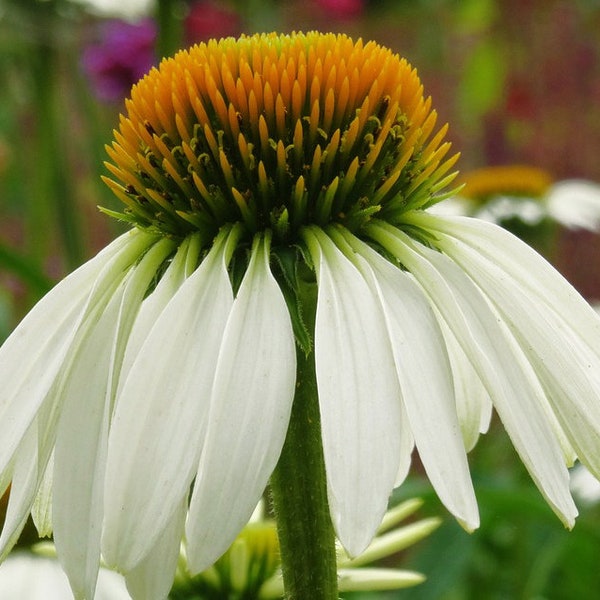 White Echinacea Coneflower, Perennial, Attracts Butterflies to Your Garden, Container Garden, 5 Seeds