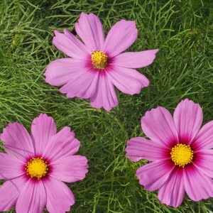 May include: Three pink cosmos flowers with yellow centers bloom against a backdrop of green grass.