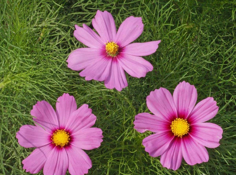 May include: Three pink cosmos flowers with yellow centers bloom against a backdrop of green grass.