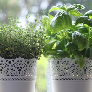 Genovese Basil Organic - Fragrant Herb, Culinary Plant, Easy to Grow, Container Plant, Ocimum basilicum, 20 Seeds