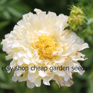 Kilimanjaro White Marigold - Moon Gardens, Repels Deer and Rabbits from the Garden, 10 Seeds