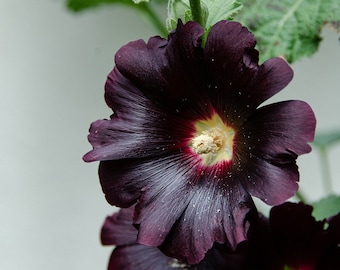 Jet Black Hollyhock, Deep Maroon Color Flower, Perennial, 5 Seeds