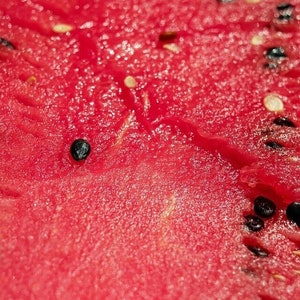 Sugar Baby Watermelon, Citrullus lanatus, Non GMO, Open Pollinated, Sweet, 10 Seeds