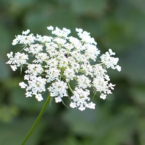 Queen Anne&#39;s Lace Seeds – Delicate, Pollinator Friendly Wildflowers, 20 Seeds
