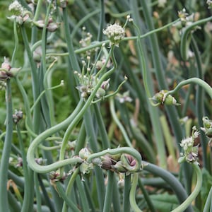 Egyptian Walking Onions Starts Heirloom - Winter Onion, Tree Onion, Very Productive Plant, Onion Roots, Easy to Grow, Naturally Grown