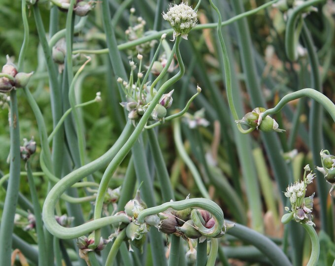10 Egyptian Walking Onion Top Sets/bulblets Egyptian Onions, Perennial